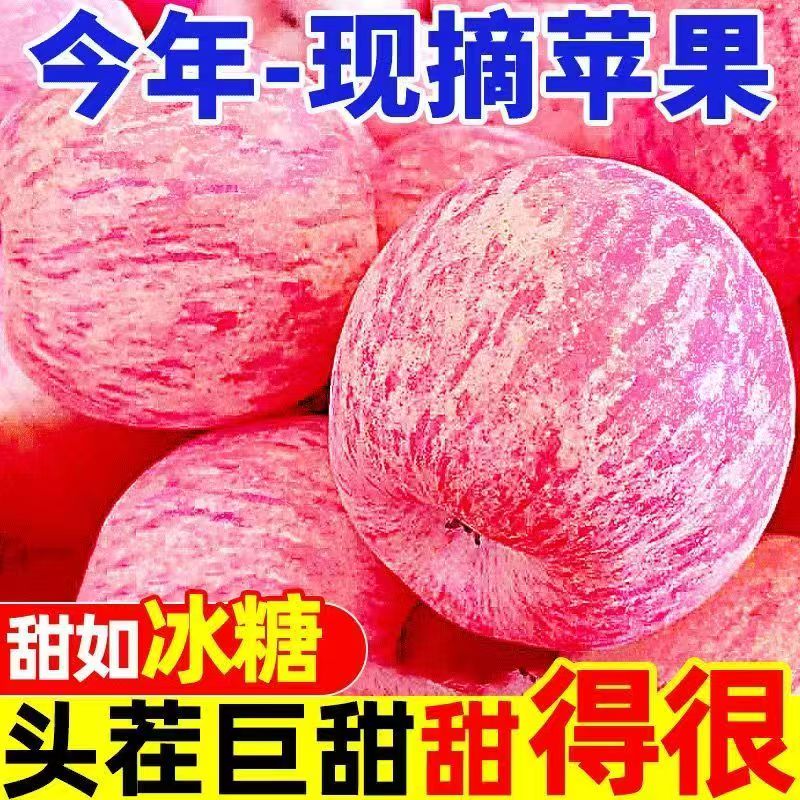星派果（XINGPAIGUO）苹果陕西红富士新鲜水果丑苹果应季现摘冰糖心脆甜多汁整箱精品 精选红富士9斤   净重8.5斤 中果【65-70mm】