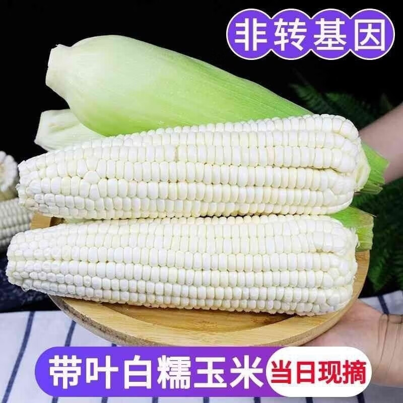 20 Q2025年东北粘玉米农村自家粘玉米吉林东北农副产品吉林特产粘玉米 5只白粘玉米 粘玉米白粘玉米