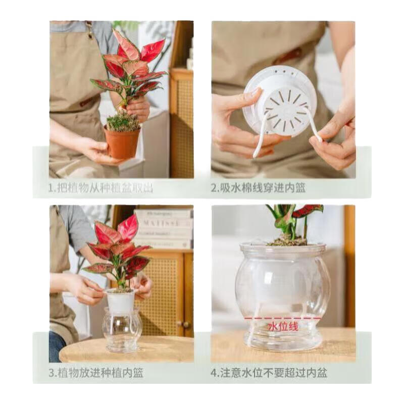 植导引力文竹绿植小盆栽四季常青室内桌面花卉植物 【2盆】文竹+轻奢灰自吸盆