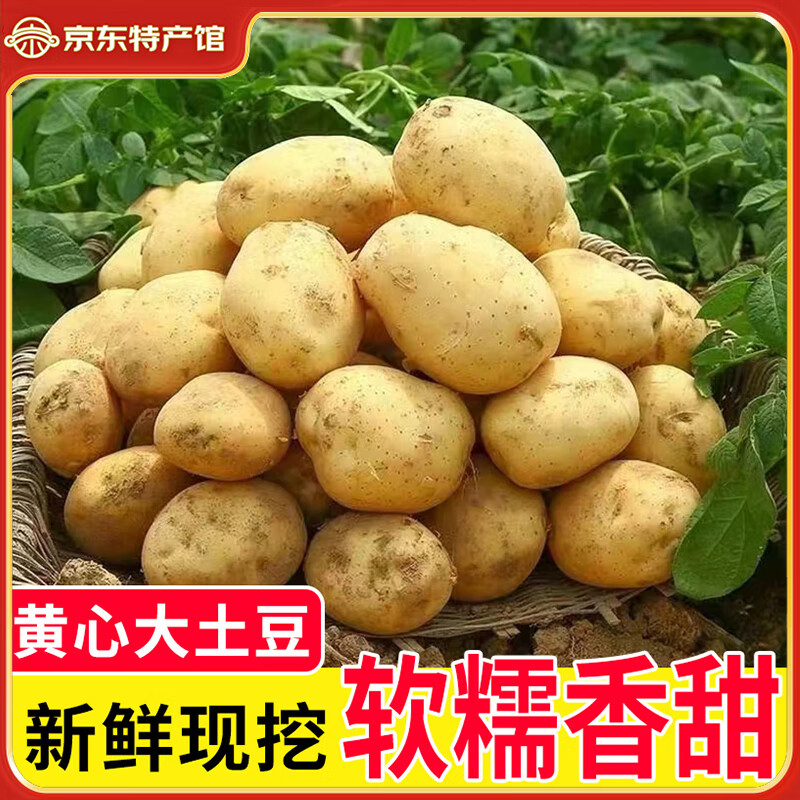 新鲜当季黄皮土豆中大果带箱9-10斤
