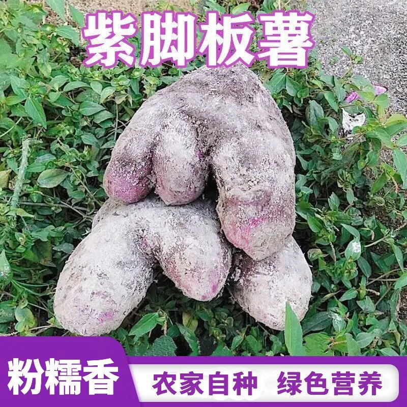 广西正宗脚板薯紫山药老品种紫色皮大薯火苕毛薯新鲜 5.4斤脚板薯（紫山药-形状不规则）含箱
