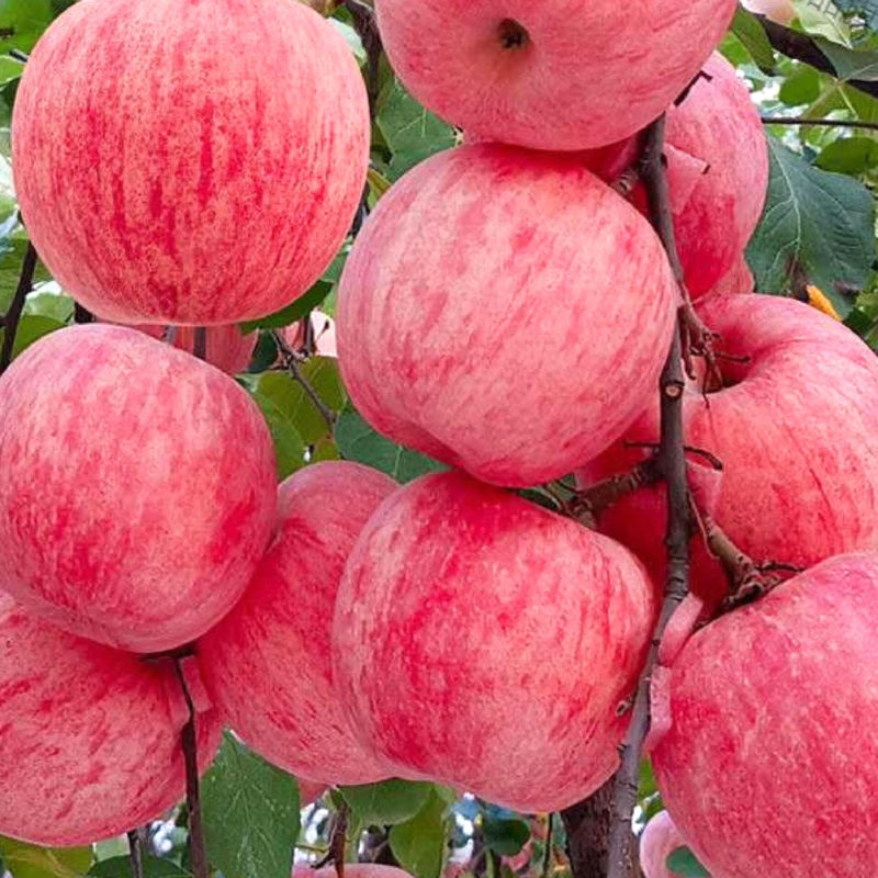 田园东方 ORIENT IDYLL高山红富士 （新疆 陕西双仓）苹果脆甜口感应季新鲜水果 带箱 5斤装70-80（净重4.5-5斤）