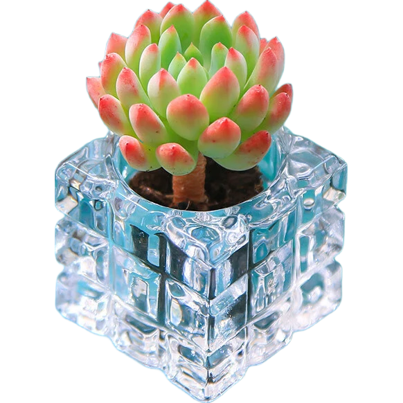 ��������ֲ��ˮ�����ײ���̨�칫����������ֲ�����������ֺ��� ������+ˮ���� 11.9Ԫ