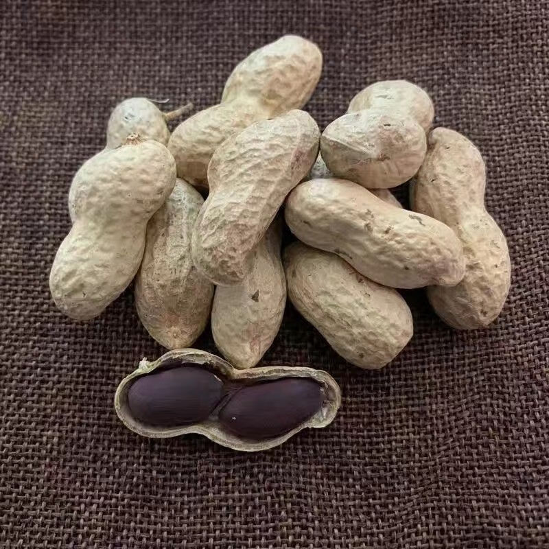 云南富硒生黑花生带壳黑花生米黑衣花生养胃花生批发养生原味好吃 1斤  精选出口级老品种小粒独粒黑花生 回甜味好