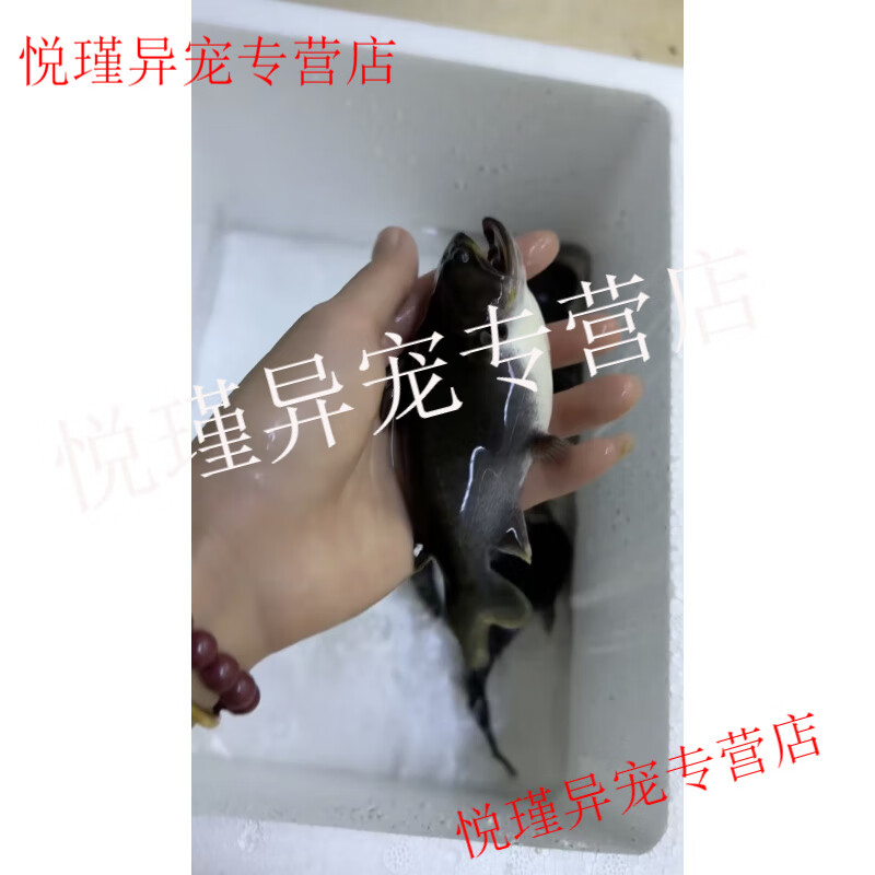 非洲虎斑肺鱼 星点肺鱼 大嘴鲸 非洲电猫底栖鱼活体好养不打氧 大嘴鲸