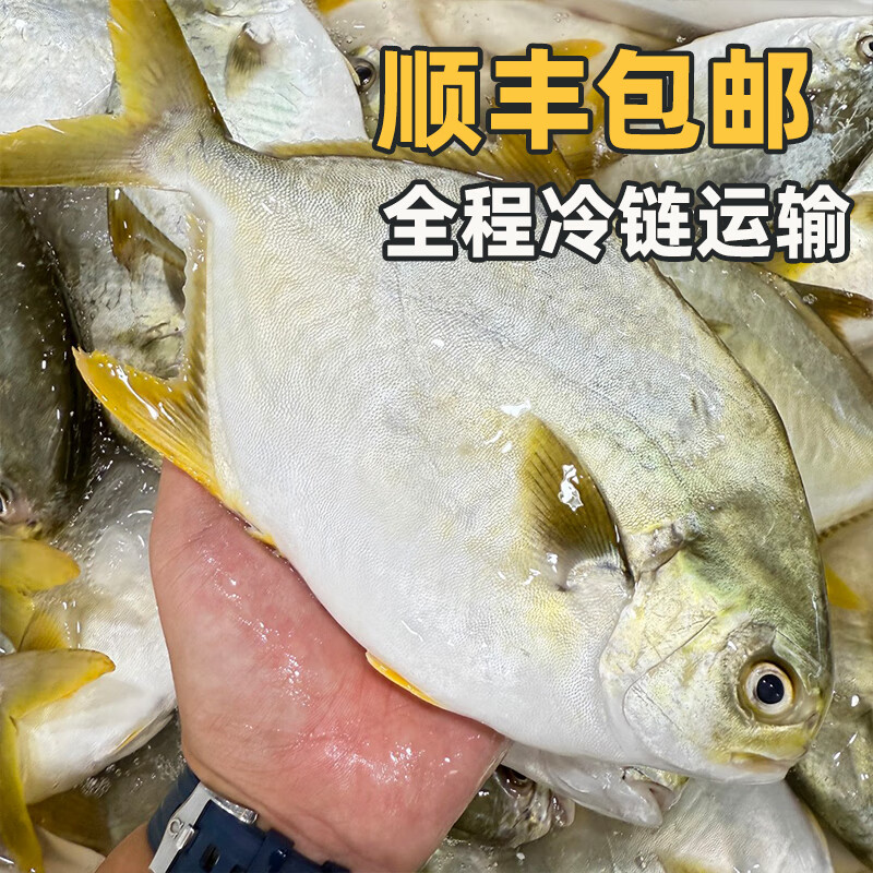 桂之海 桂（GUIZHIHAI）北海金鲳鱼新鲜杀好深海鱼鲜活去鳃去内脏冷冻生鲜特大开腹金昌鱼 5条超大【520-600g/条】新鲜杀好