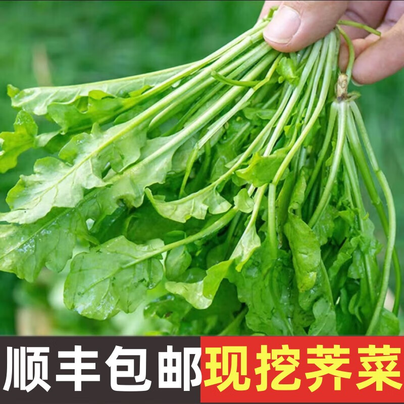 风筝王新鲜荠菜 现挖野菜鲜荠菜 农家现摘现发做混沌水饺地菜大叶菜