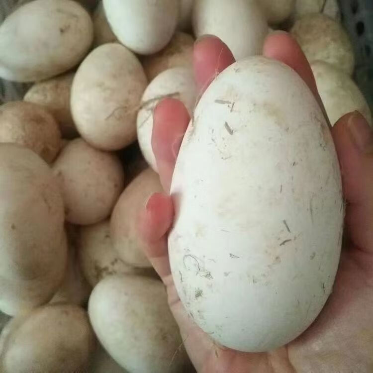 【新品上市】沂蒙山土特产双黄咸鹅蛋土鹅蛋农家双黄蛋开袋即食 红泥腌制双黄咸土鹅蛋20枚装【熟制】单枚100克左右