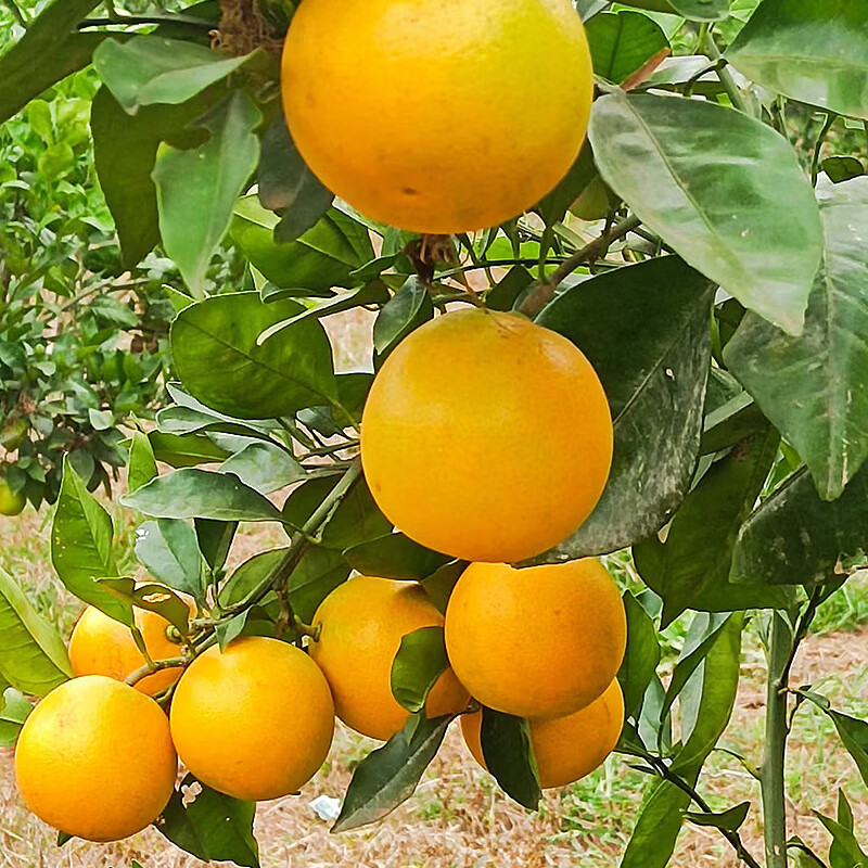 唯亭美云南哀牢山冰糖橙橙子当季新鲜水果纯甜橙子整箱果冻甜橙手剥橙子 净重8.5斤特大果【果径70+mm】爆甜多汁