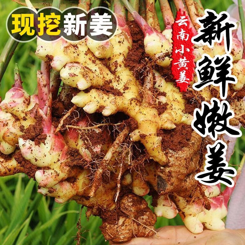 味小仙云南新鮮現(xiàn)挖嫩姜 小黃姜紅芽頭茬生姜黃姜蔬菜生鮮 1斤（帶泥發(fā)貨）