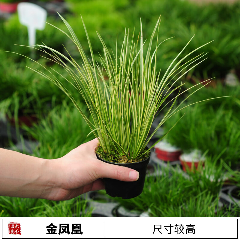 菖蒲苗微型盆景金 钱黄金姬虎须菖蒲绿植办公室盆栽四季常青绿植 柠檬