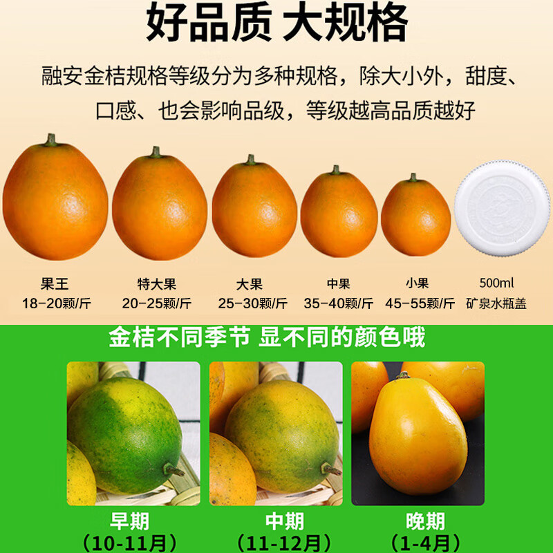 融安金桔旗舰店正宗广西融安金桔第三代脆蜜金柑甜脆皮滑生鲜年货礼盒 【推荐】滑皮净重1.8斤 20g+【独立装】伴手礼 无提袋