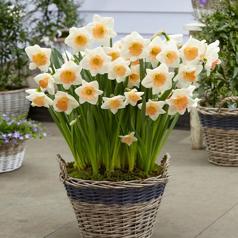 左家花园3个洋水仙种球 现货进口水仙花种球水培盆栽多年生球根花 奶油蜜桃3球 周长14-16cm