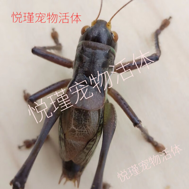 螽斯活鸣虫平谷蝈冬螽斯新脱绿螽斯山青大号铁皮 中号铁皮螽斯一祇