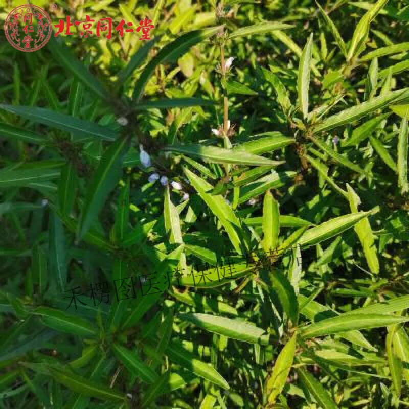 广西 新鲜水蓑衣 大青草青泽兰 中草药九节花节节同节上花穿心蛇