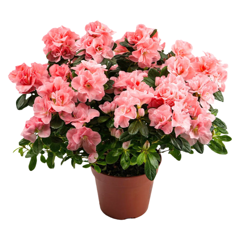 ���ٵĻ�԰ �ž黨 ӣ�Һ� 14cm�� ����6.83Ԫ