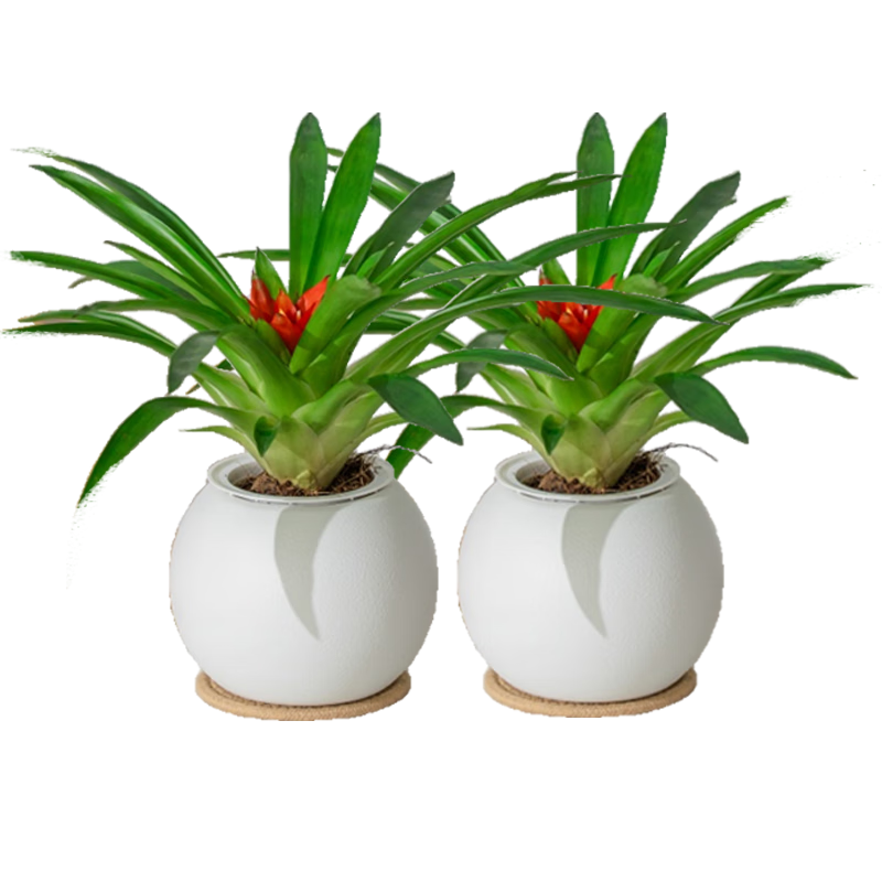 ֲ������ 2��С���� ��������� 13.8Ԫ