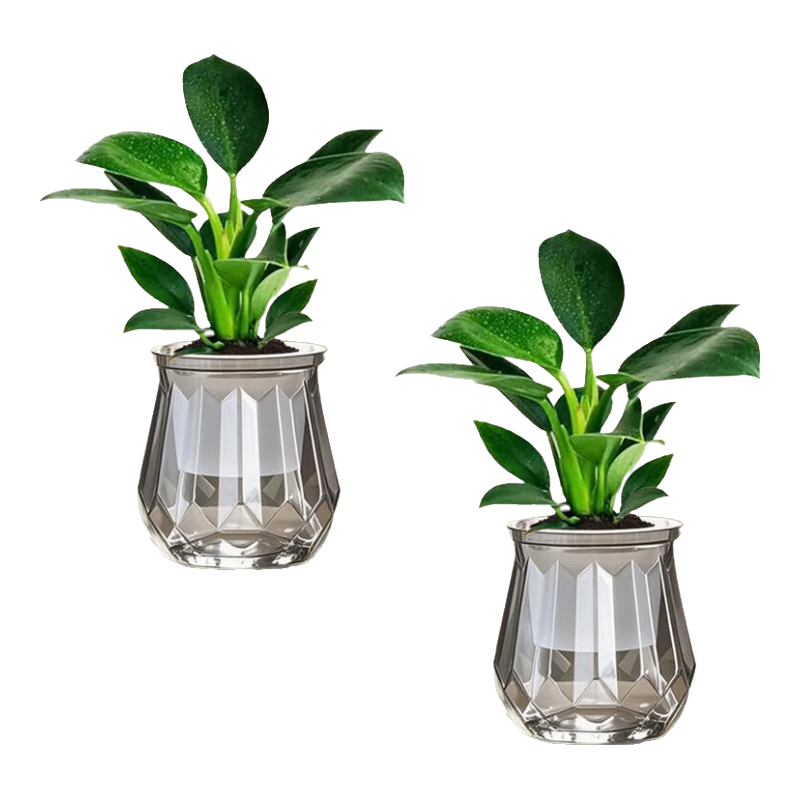 ���ڲ����������� ������ֲ�﹫�� ��ȩ���� 20-25cm �����̹��� ��һ��һ 12.79Ԫ