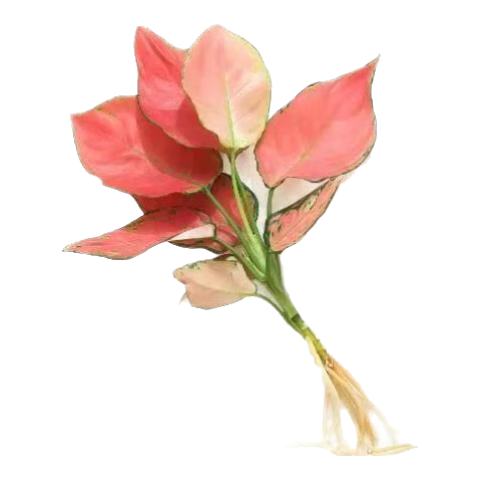 ���ڲ���������ˮ����ֲ��������������������������������������ֲ�ﻨ�� ������1�š������衿����ˮ��Կ�15-20cm 10.89Ԫ