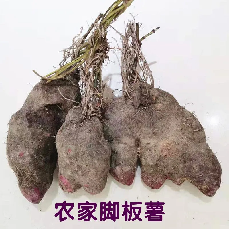 广西正宗脚板薯紫山药老品种紫色皮大薯火苕毛薯新鲜 5.4斤脚板薯（紫山药-形状不规则）含箱 京东折扣/优惠券
