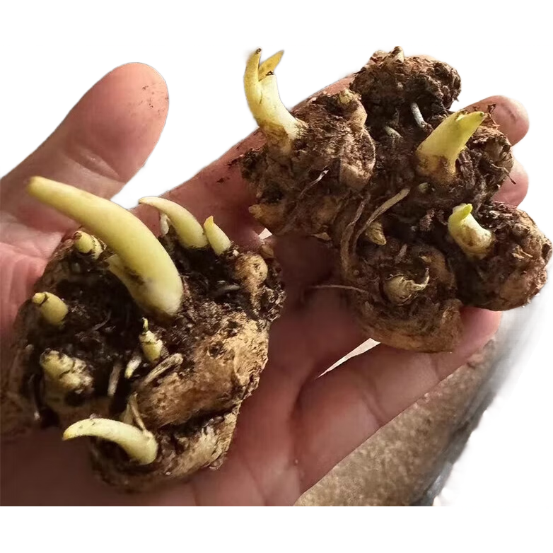 ��ɫ���������������������������������Բ�ɫ�ļ���������ֲ�� ������ֲ����������� 1������ֱ��5-7���ף�������� 11.8Ԫ