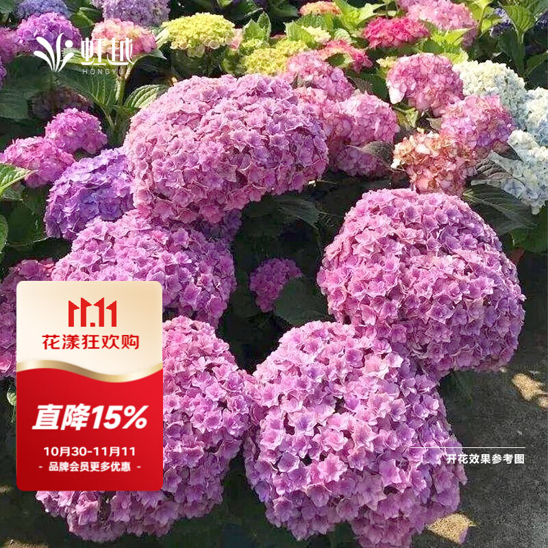 虹越(HONGYUE)大花繡球花盆栽苗 無(wú)盡夏花手鞠萬(wàn)華錦繡球八仙花庭院陽(yáng)臺花卉 【大花繡球】“太陽(yáng)神殿”1加侖