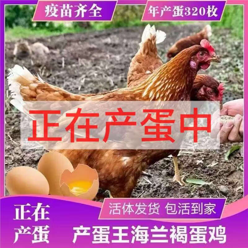 正在产蛋海兰褐蛋鸡活苗小鸡活苗罗曼鸡苗京粉产蛋王活苗散养包活 1