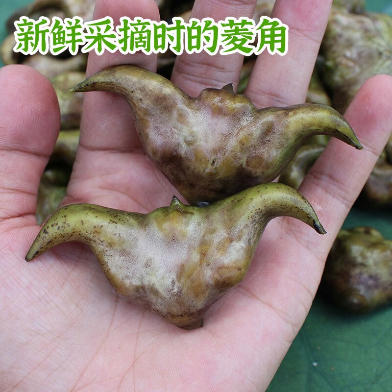 洪湖农家菱角 现摘现发 湖北特产 新鲜蔬菜 新鲜菱角 顺丰 新鲜菱角3斤