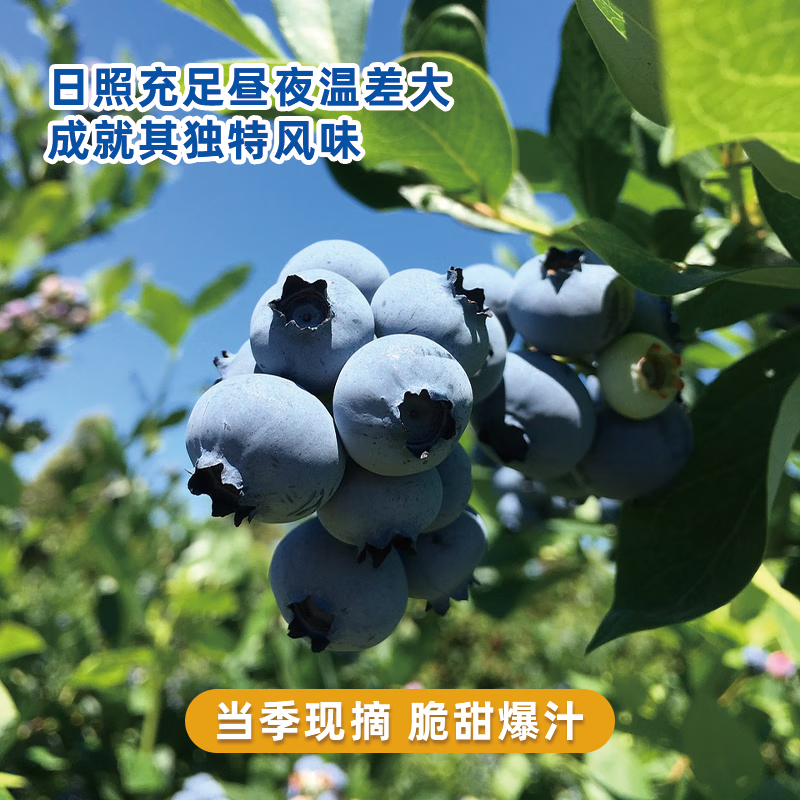 异果恋云南蓝莓 鲜果L25花香蓝莓【空运多地次日达】新鲜水果蓝莓礼盒装 18mm+【8杯*60g】480g礼盒装
