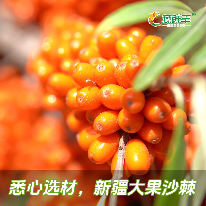 棘鲜丰沙棘汁饮料新疆特产正宗鲜榨沙棘果汁 原果汁≥15% 沙棘汁饮料240ml*8罐