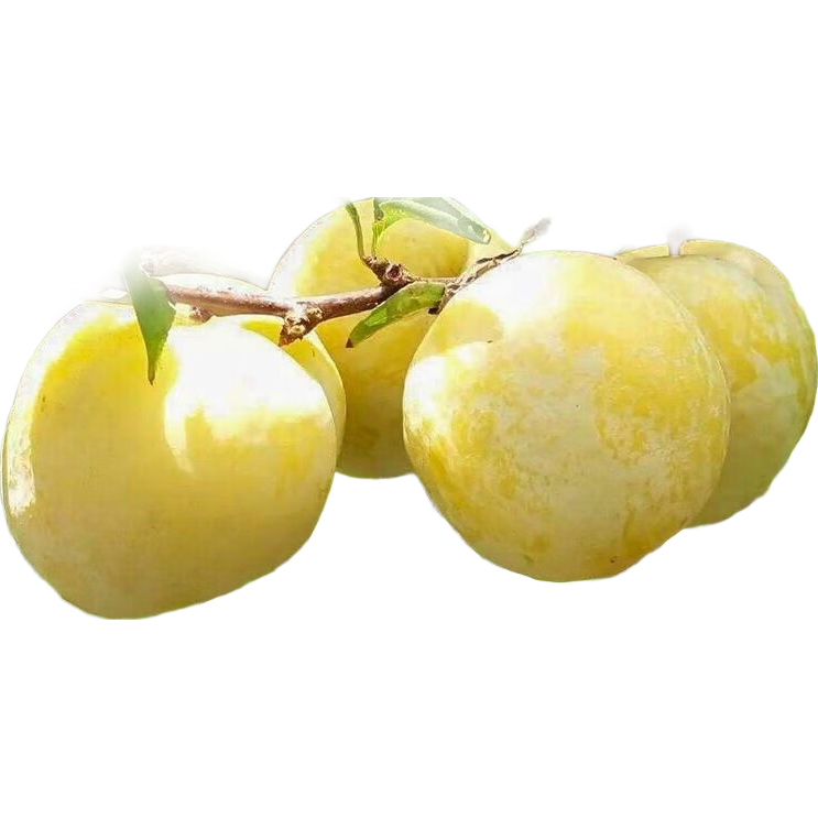 ������ ���� ���������� 5���統���� 81-110cm 15.13Ԫ/������45.4Ԫ��