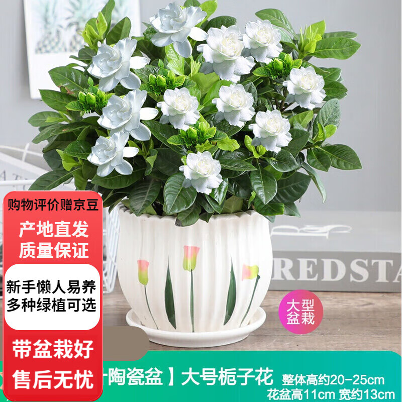 ŷѿ���ӻ����Ի���ֲ������Ũ��칫��ˮ����ֲ 160#�������ӻ�(ϸ����Ҷ�մ���) ����