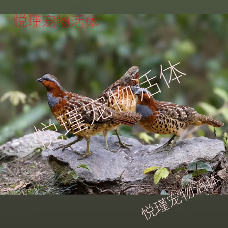 竹鸡苗竹鸡活体公母一对宠物竹鸡种鸡观赏宠物鸡包活带证发货 一公两