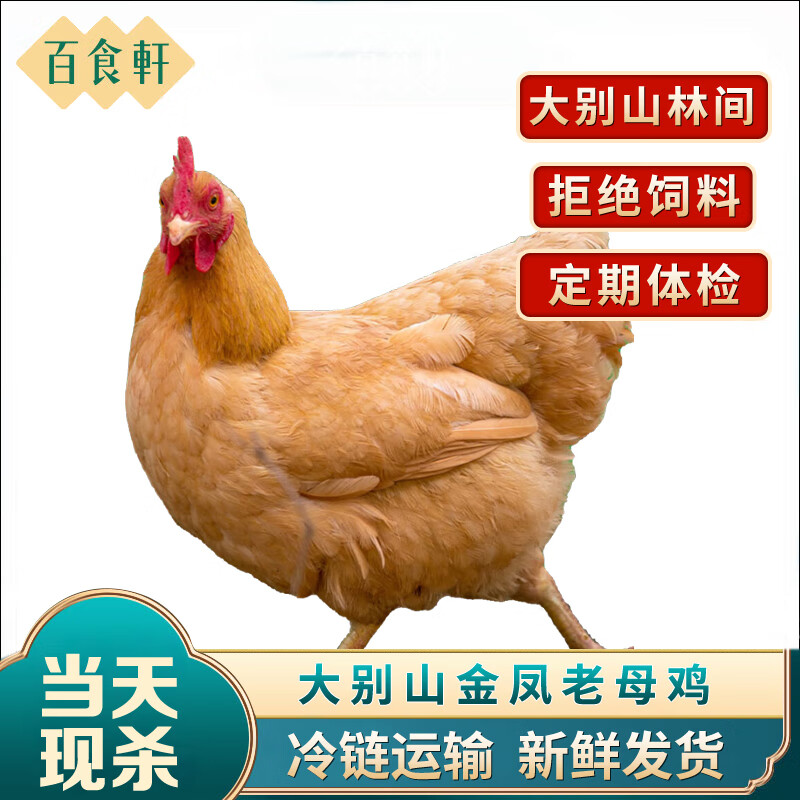 百食轩（baishixuan）【买一赠一】安徽大别山金凤黄油老母鸡 2.7斤左右/只 源头直发