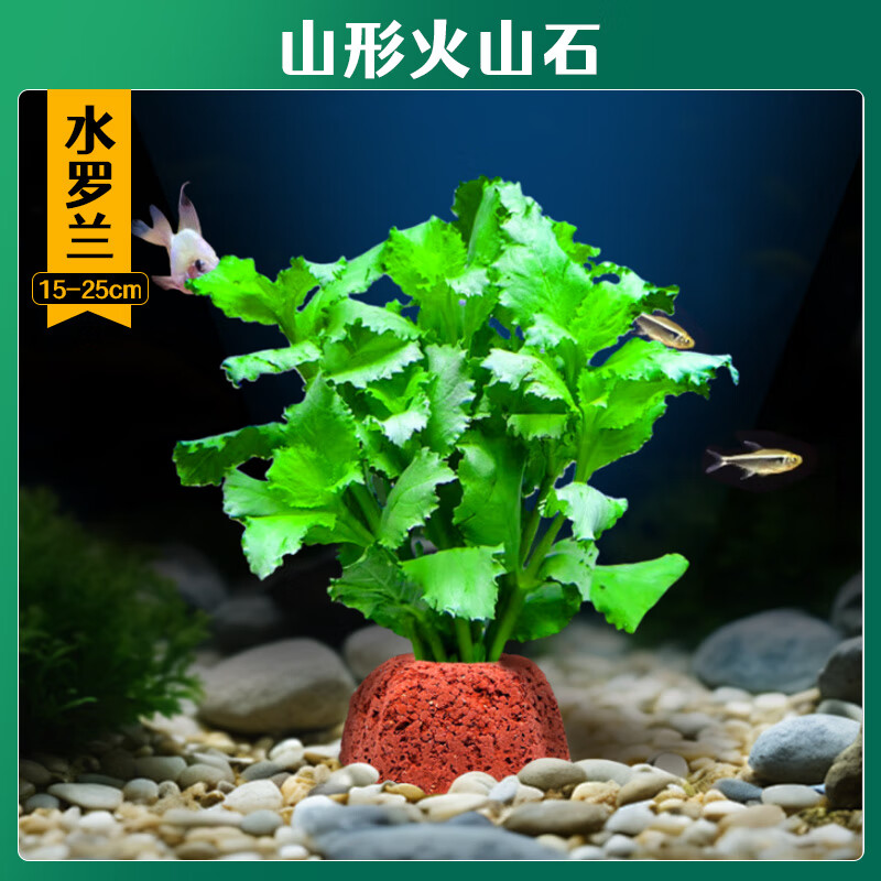 淘样儿火山石水草植物鱼缸造景专用水培阴性蜈蚣草绿菊真草增氧绿植摆件 【火山石】水罗兰【限时冲量】