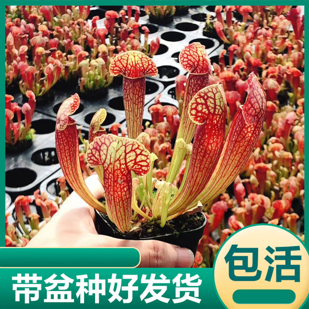 天鹅瓶子草食虫植物食虫草吃虫子驱蚊植物桌面绿植盆栽 天鹅瓶子草5