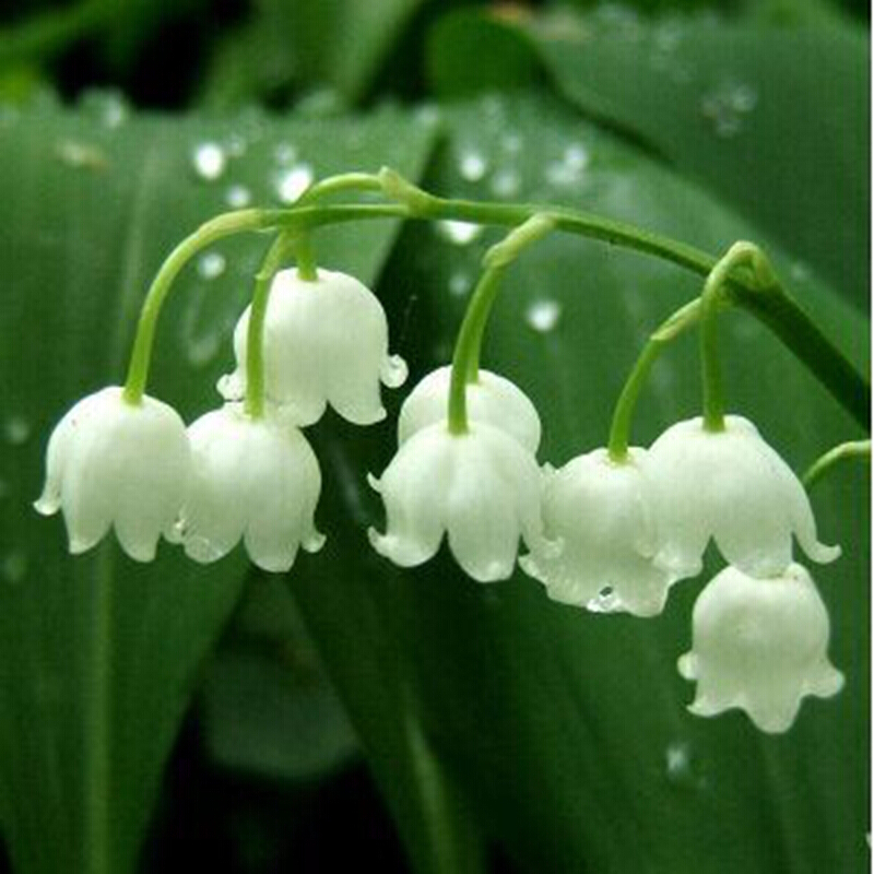 德国铃兰花苗 3年当年开花铃兰种根 君影草 圣母之泪 铃兰苗盆栽 单棵