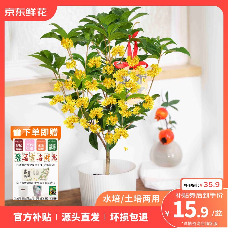 水培土培两用四季桂花四季开花好养鲜花家庭摆件 水培土培两用四季桂花