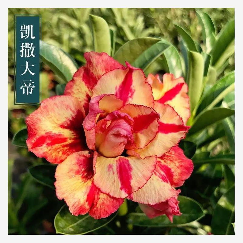 沙漠玫瑰盆栽3年耐旱多肉植物好养室内阳台花卉绿植盆景多肉 凯撒大帝
