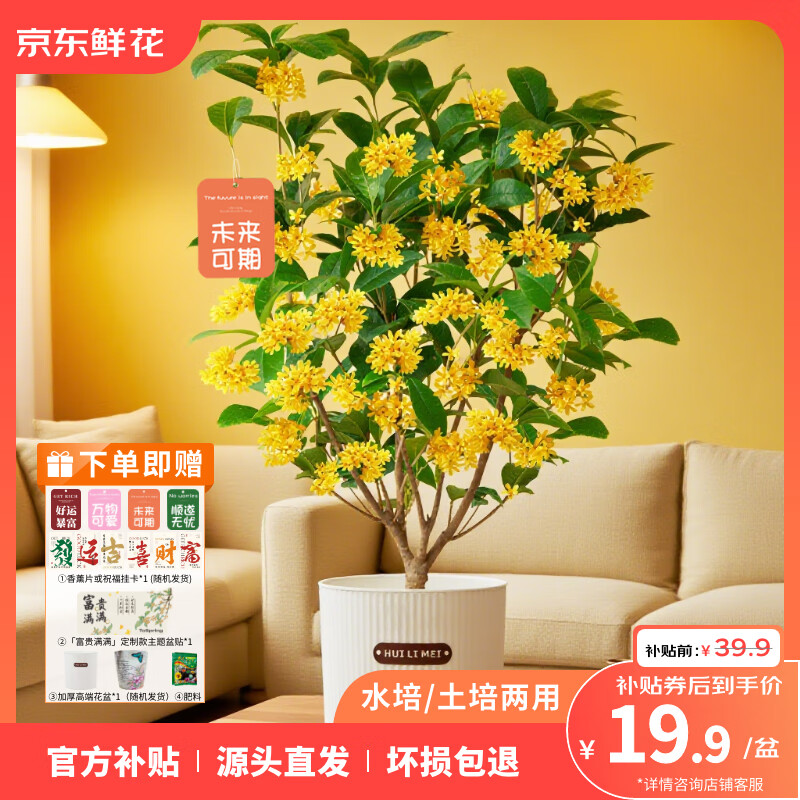 ToSpring 水培土培两用四季桂花 拍下19.9元 - 特价的