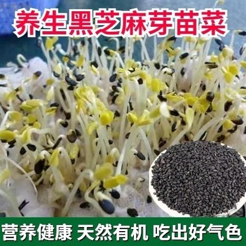 四季播秋季大田高产养生蔬菜籽 黑芝麻芽苗菜种子30克