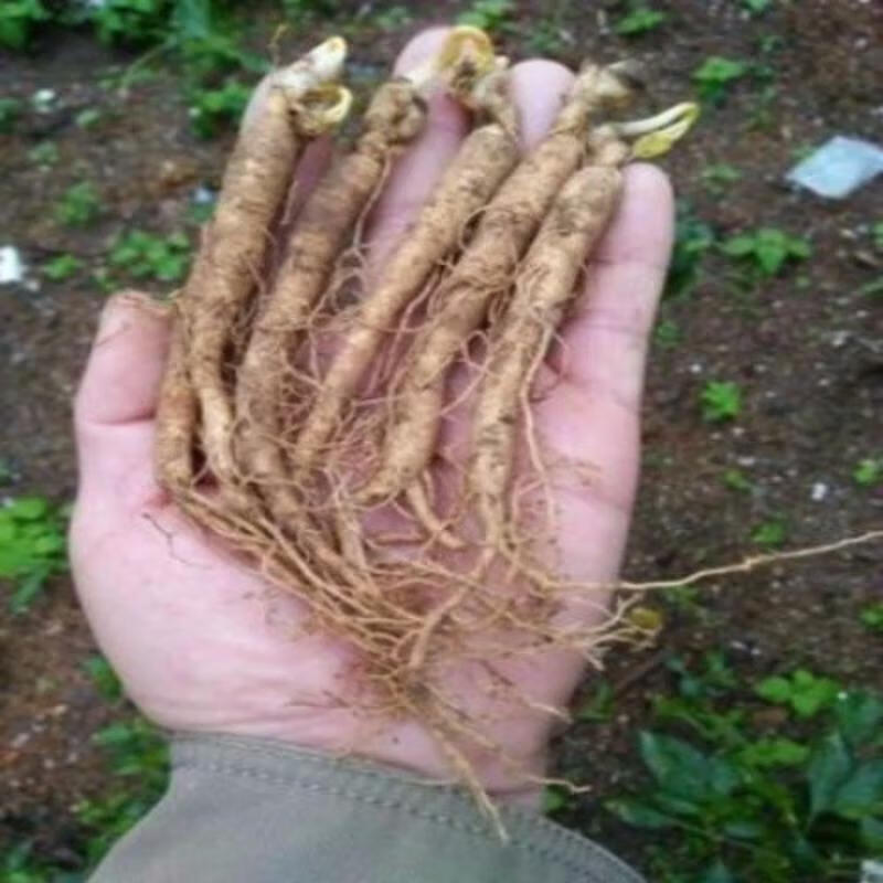 人参种子 长白山人参苗 野山人参种子苗 阳台盆栽地栽庭院人 2棵人参种苗