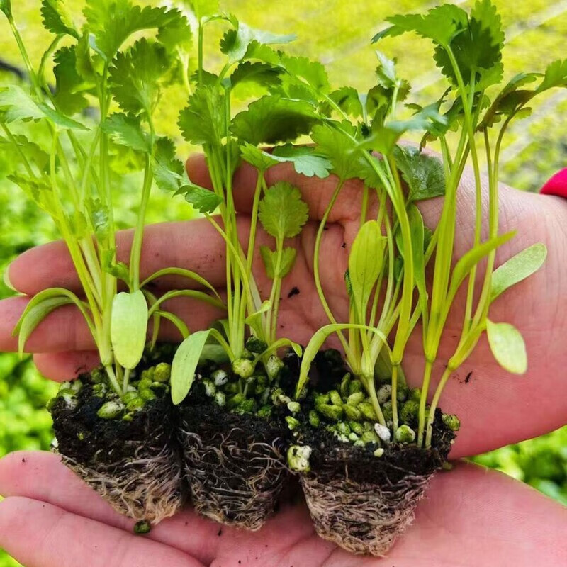 山东老香菜苗四季香菜种子种苗芫荽幼苗阳台盆栽大田种植蔬菜种苗 香菜苗 10棵