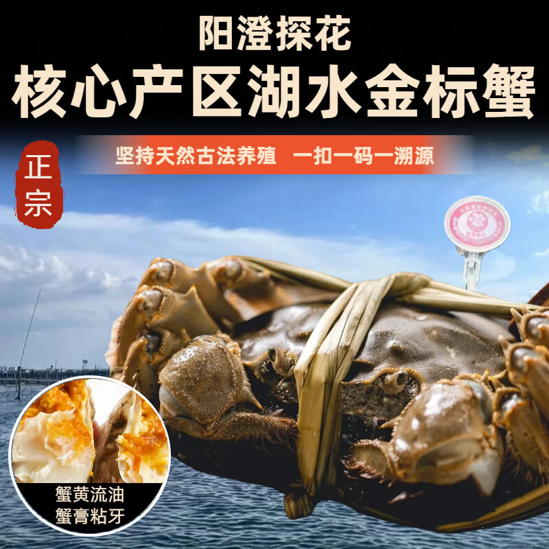 【活蟹】阳澄探花大闸蟹 现货鲜活大螃蟹全母蟹 海鲜水产生鲜礼盒 精品全母