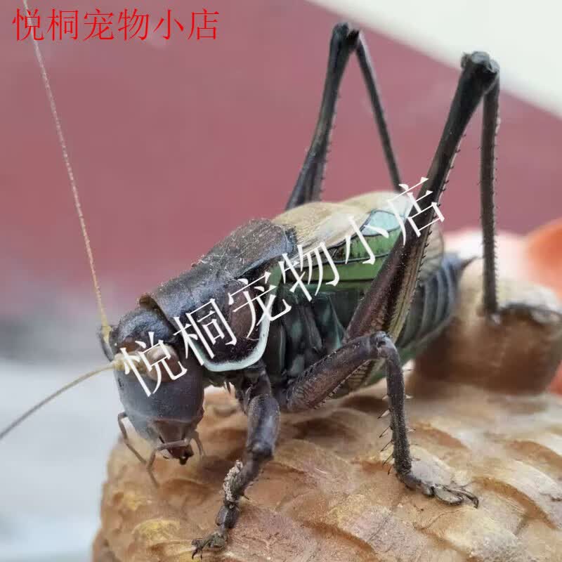 山东铁皮大螽斯绿螽斯山青叫螽斯油子鸣虫活虫活物宠物包活到家 中号