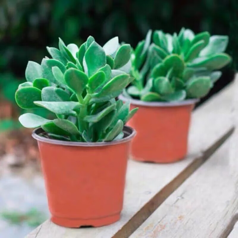 洁妍大玉树老桩盆栽多肉植物花卉绿植开花大苗燕子掌庭院阳台客厅耐寒