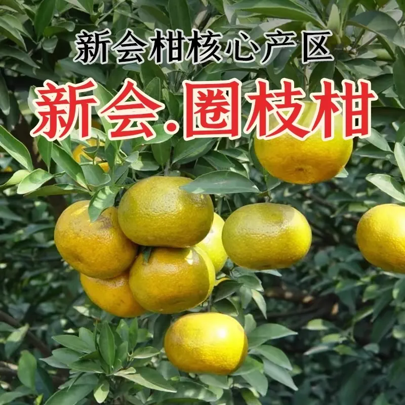 【晒陈皮专用果实】新会柑茶枝柑陈皮二红柑大红柑青柑新鲜果东甲 实惠二红柑10斤