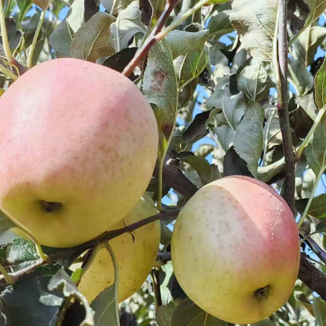 鲜姿东北大连王林苹果水果新鲜黄苹果当季整箱水果 净重4.5斤小果(单果65-70mm)