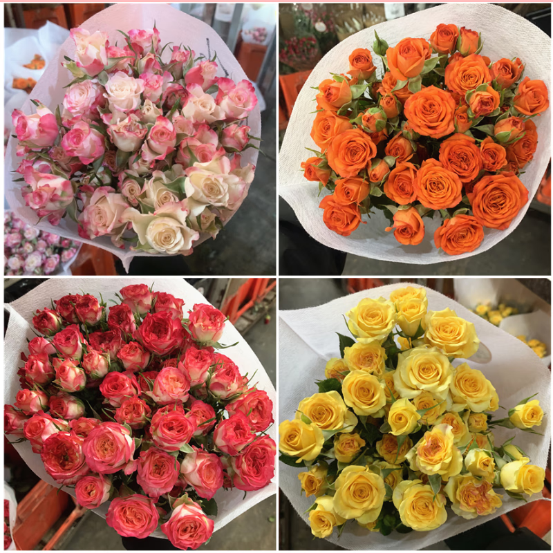 爱丽丝多头玫瑰鲜花鲜花云南基地直发鲜花水养家用速递情人节 随机单色泡泡约30-40头 送保鲜剂