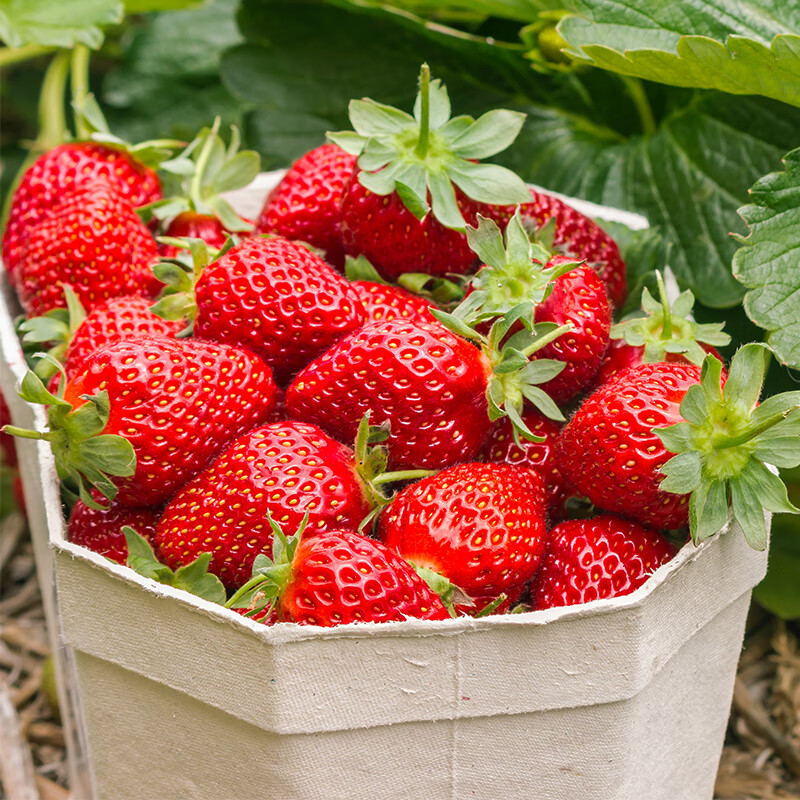 异果恋大凉山露天草莓高原红颜草莓水果礼盒现摘现发草莓礼盒装 2斤装（精选中果13g+）净重1.5斤